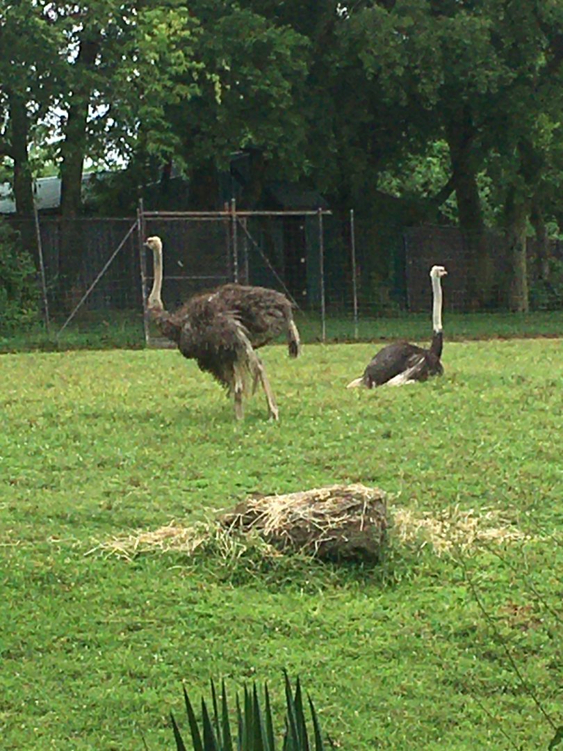Ostriches