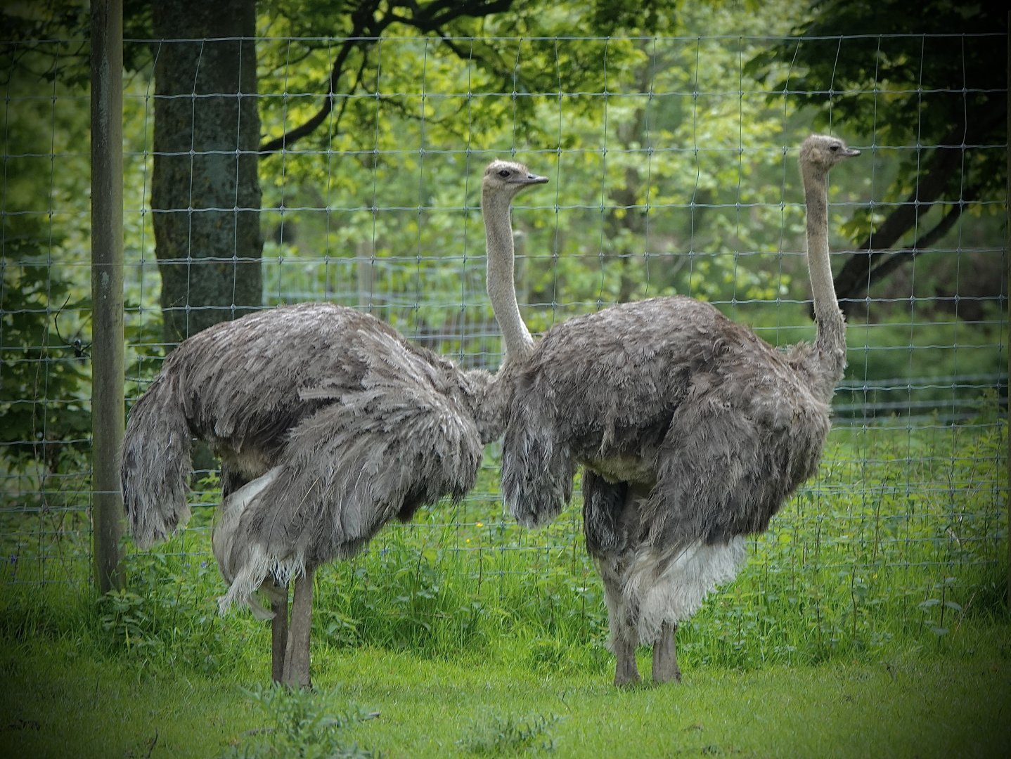 Ostriches