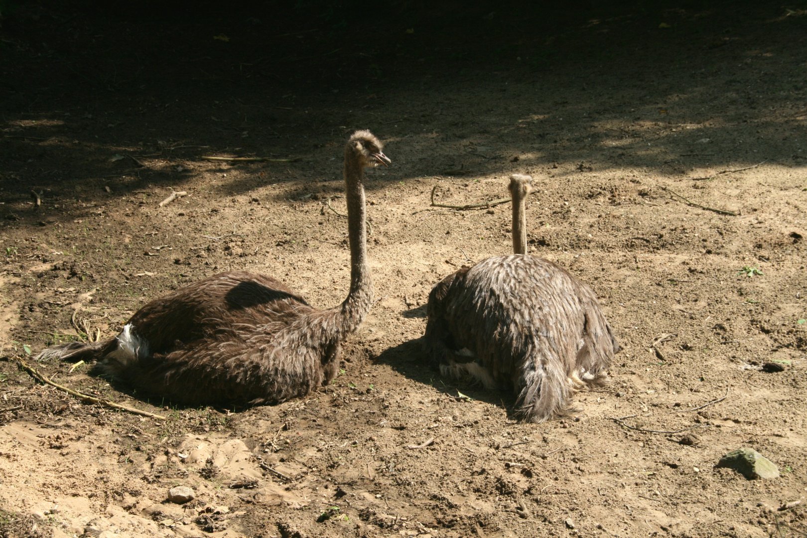 Ostriches