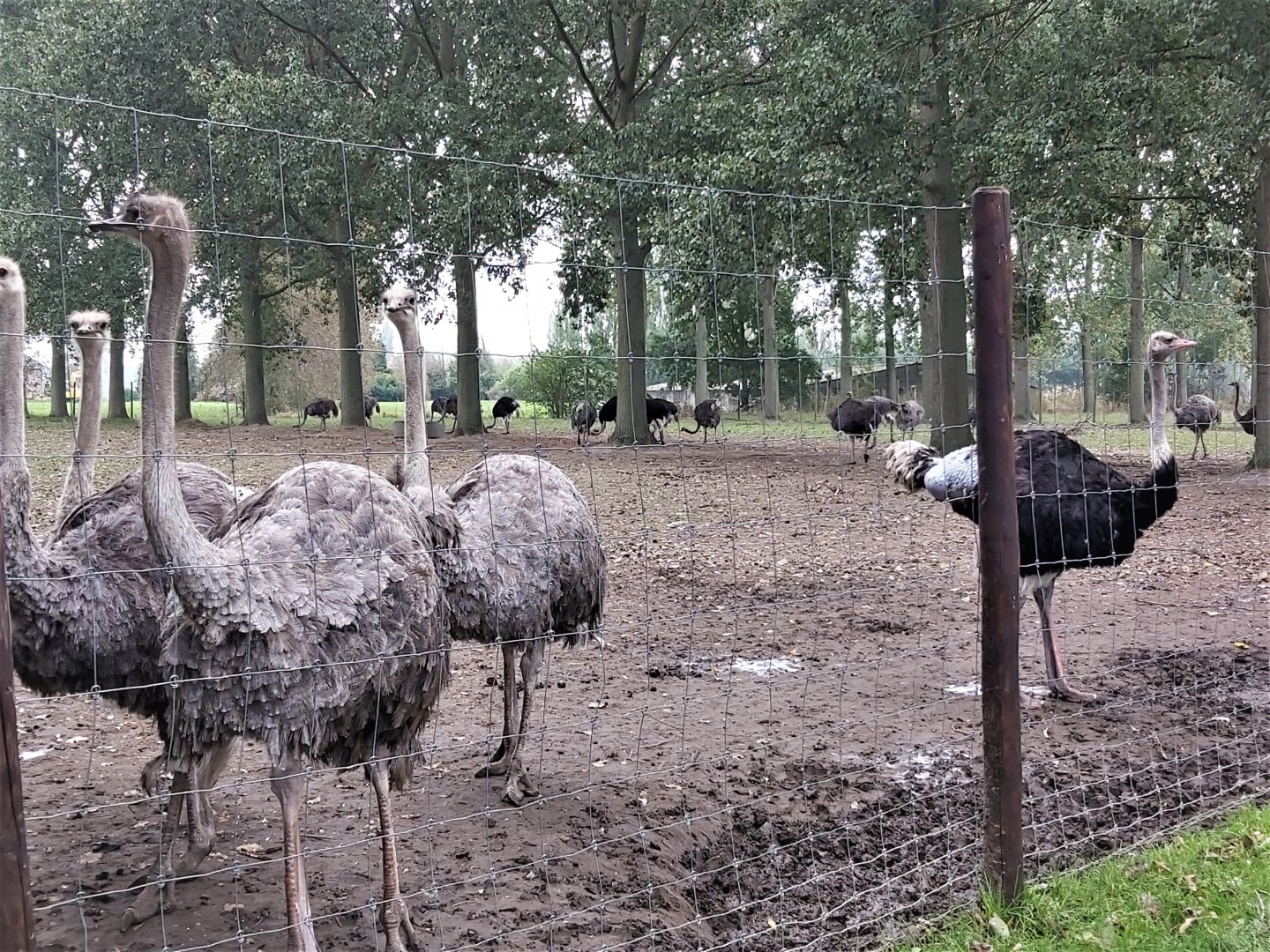 Ostriches