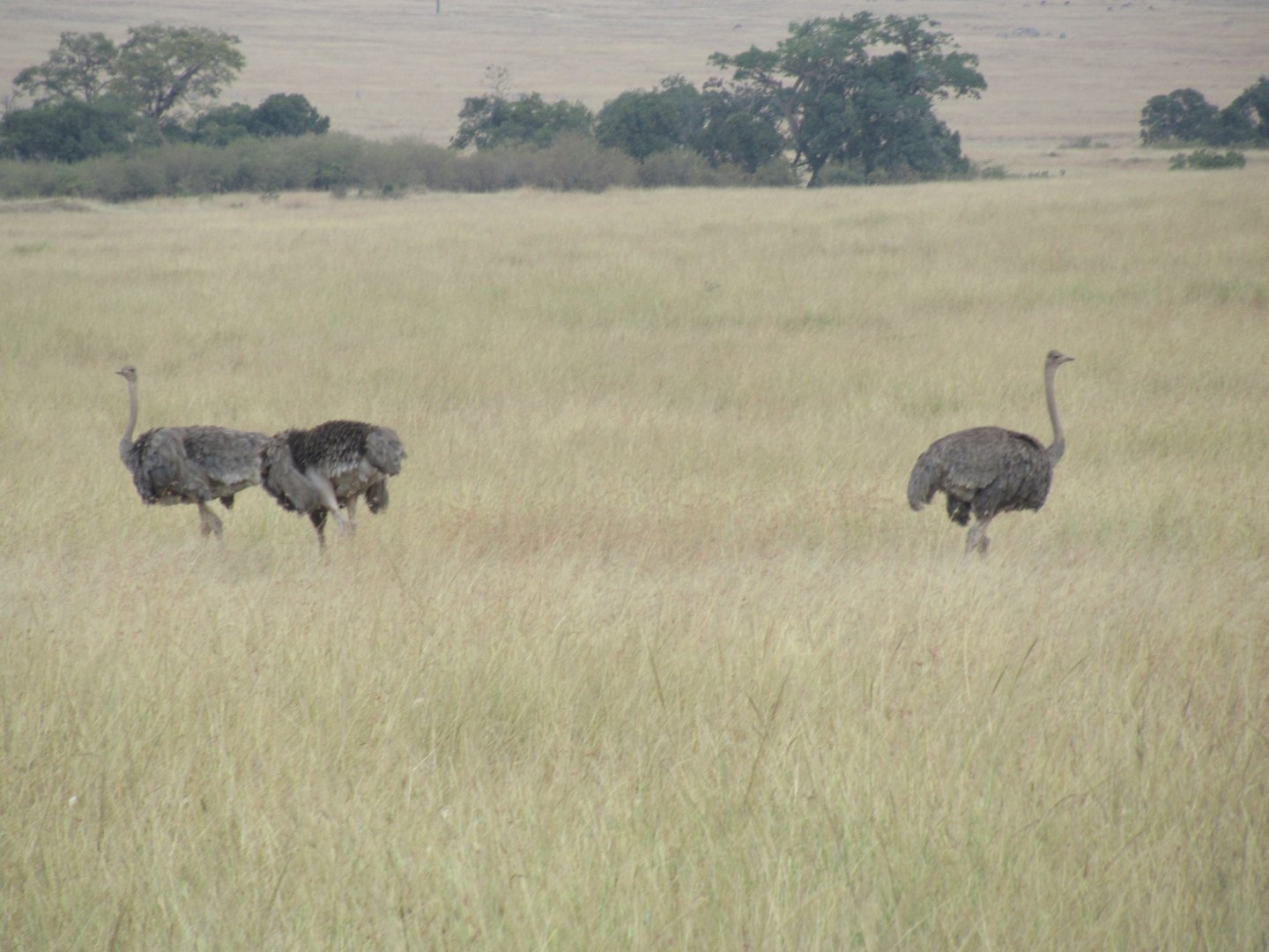 Ostriches