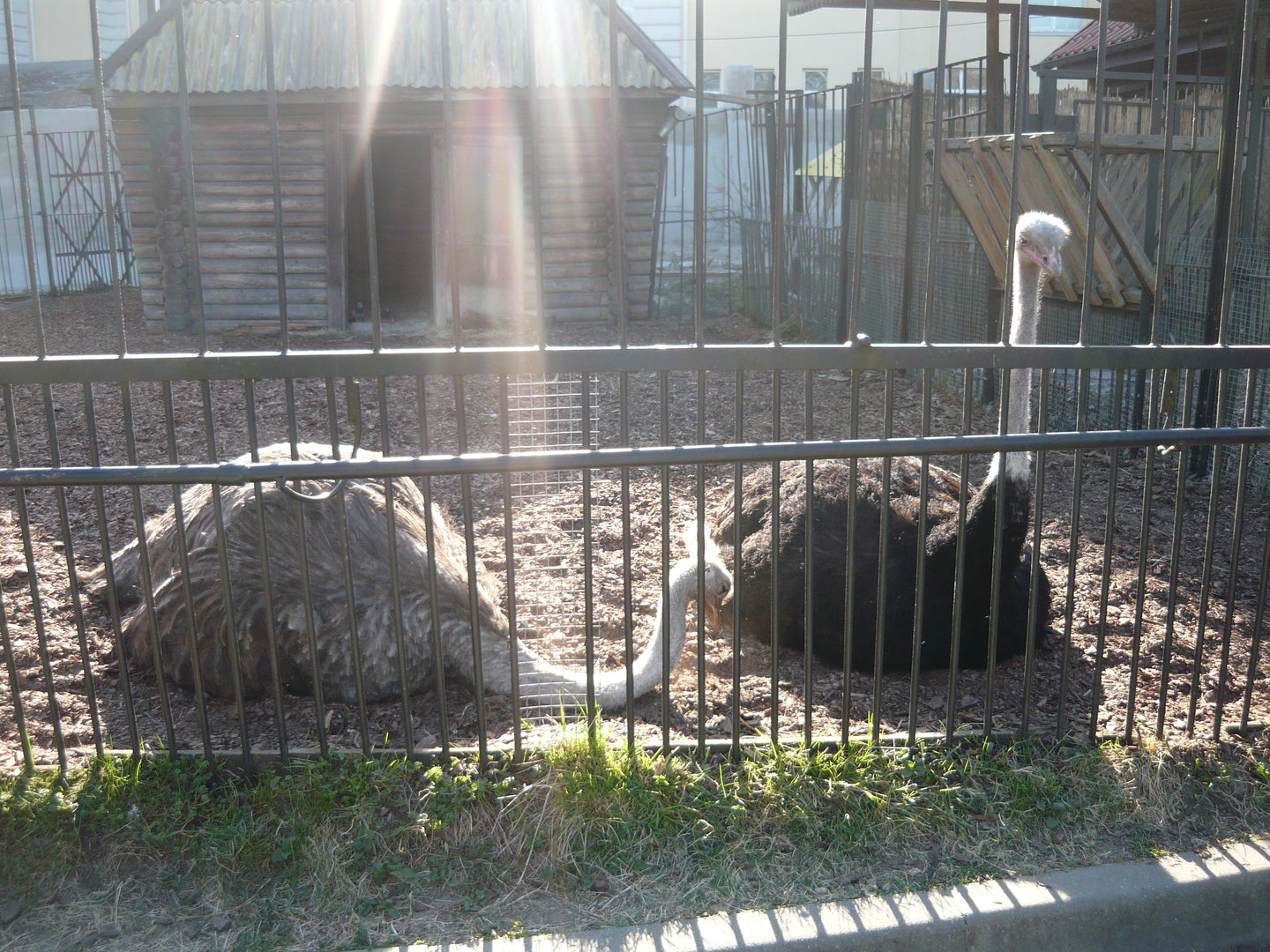 Ostriches
