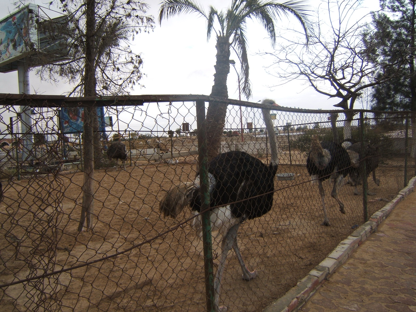 Ostriches