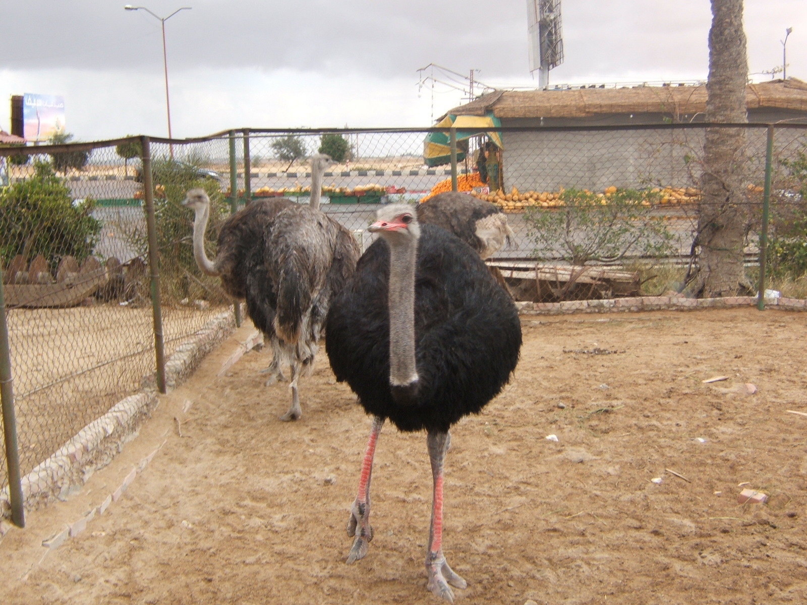 Ostriches