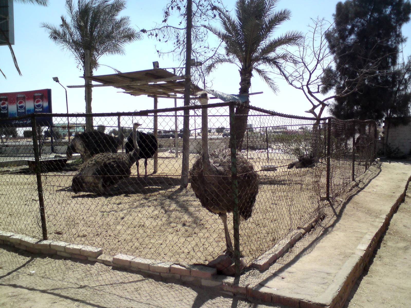 Ostriches