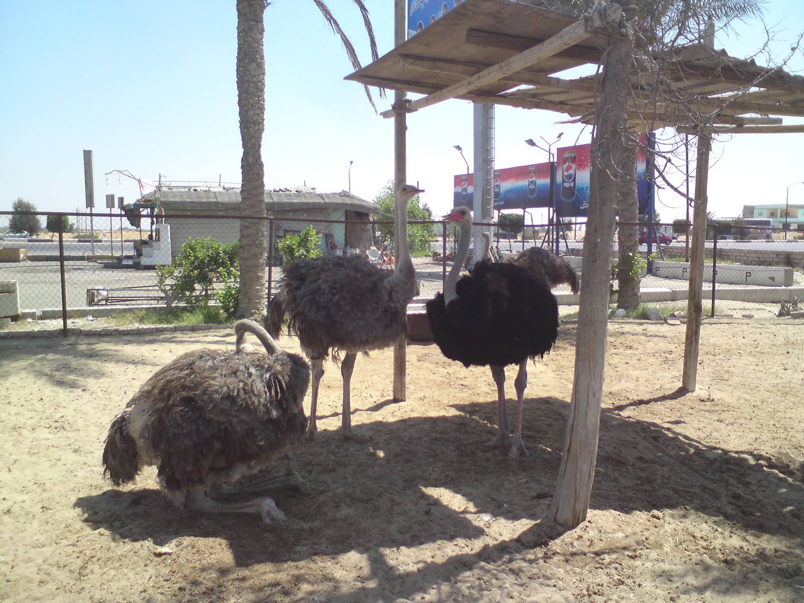 Ostriches