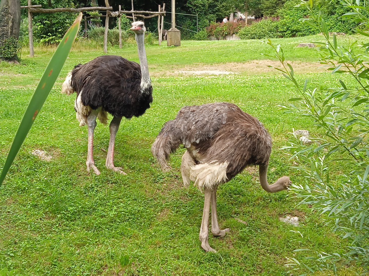 Ostriches