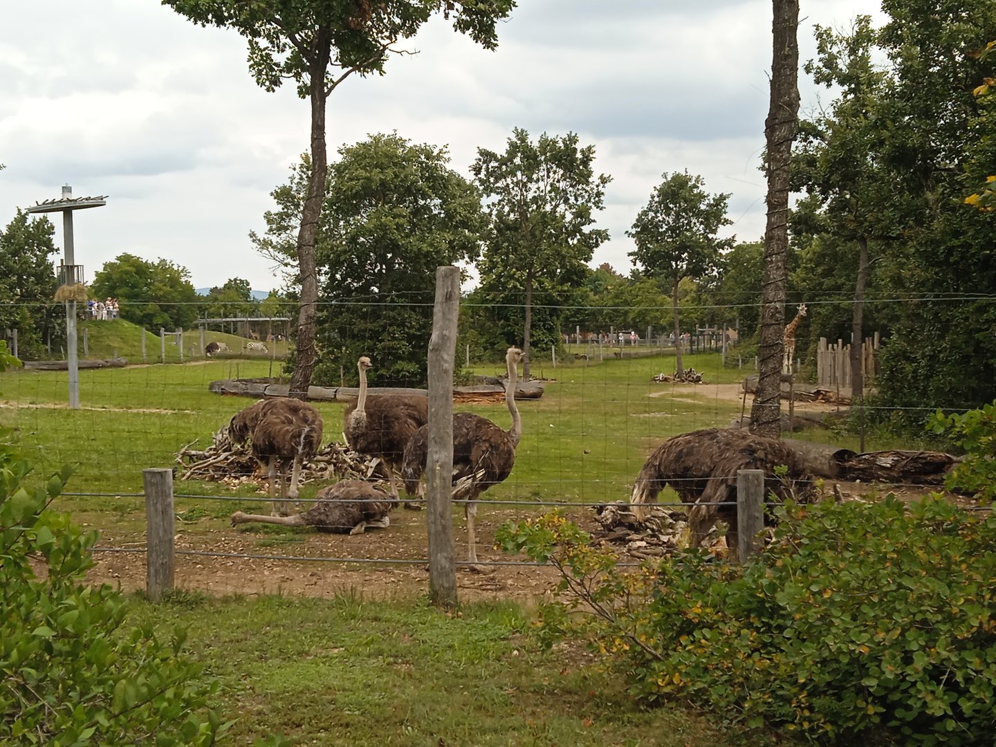 Ostriches