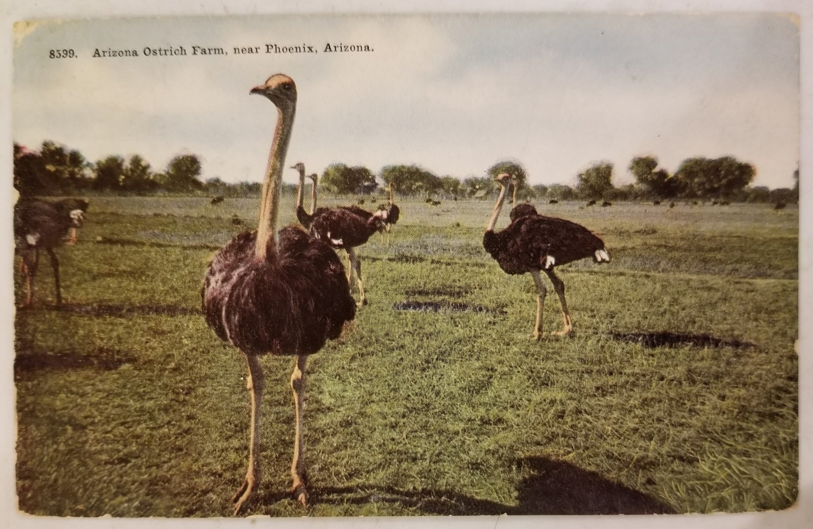 Ostriches
