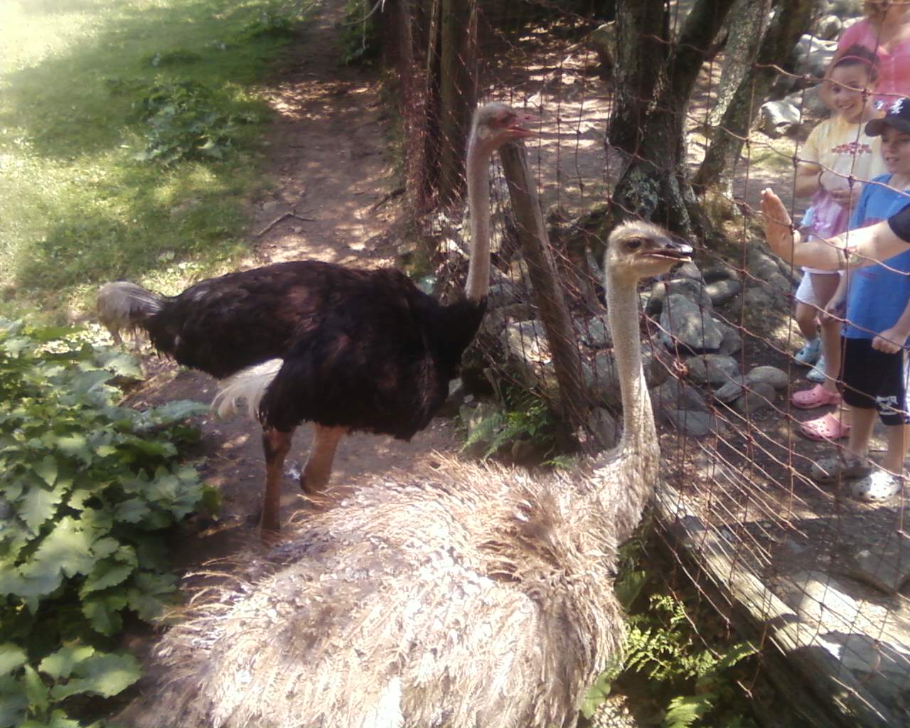 Ostriches