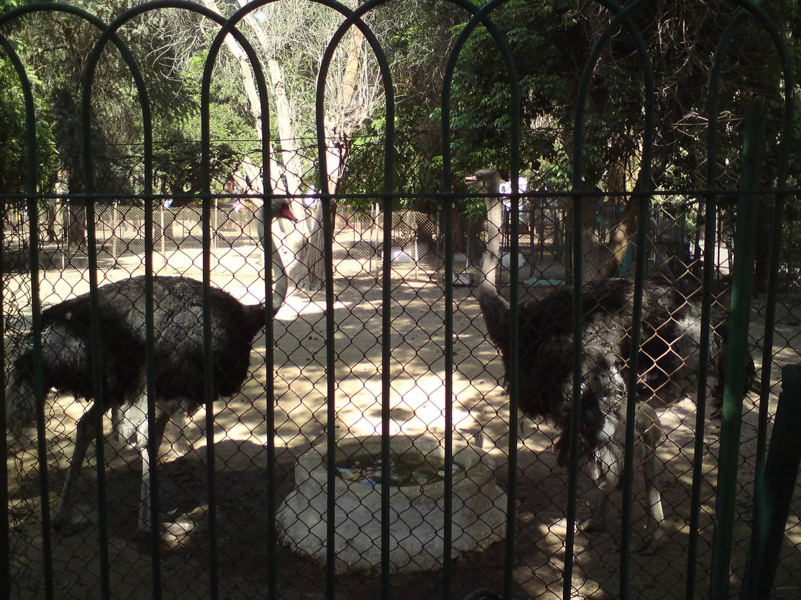 Ostriches