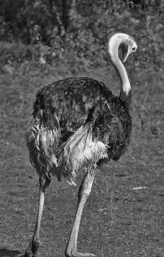 ostritch