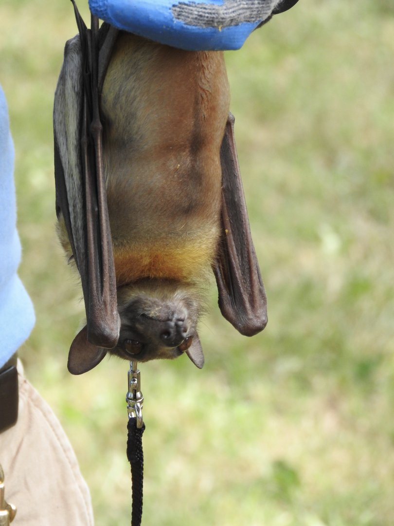 "Oswald", Straw-colored Fruit Bat