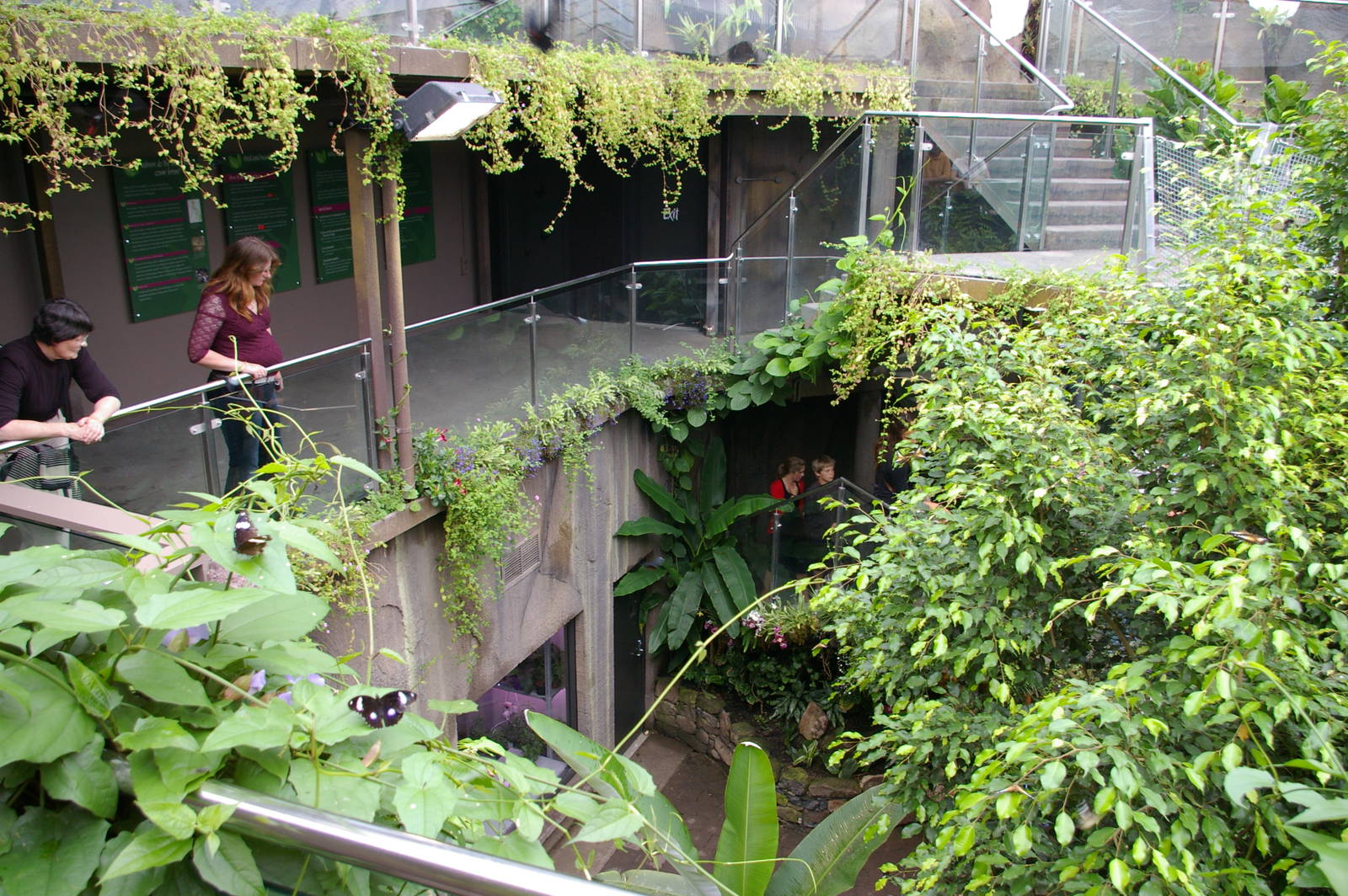 Otago Museum butterfly house