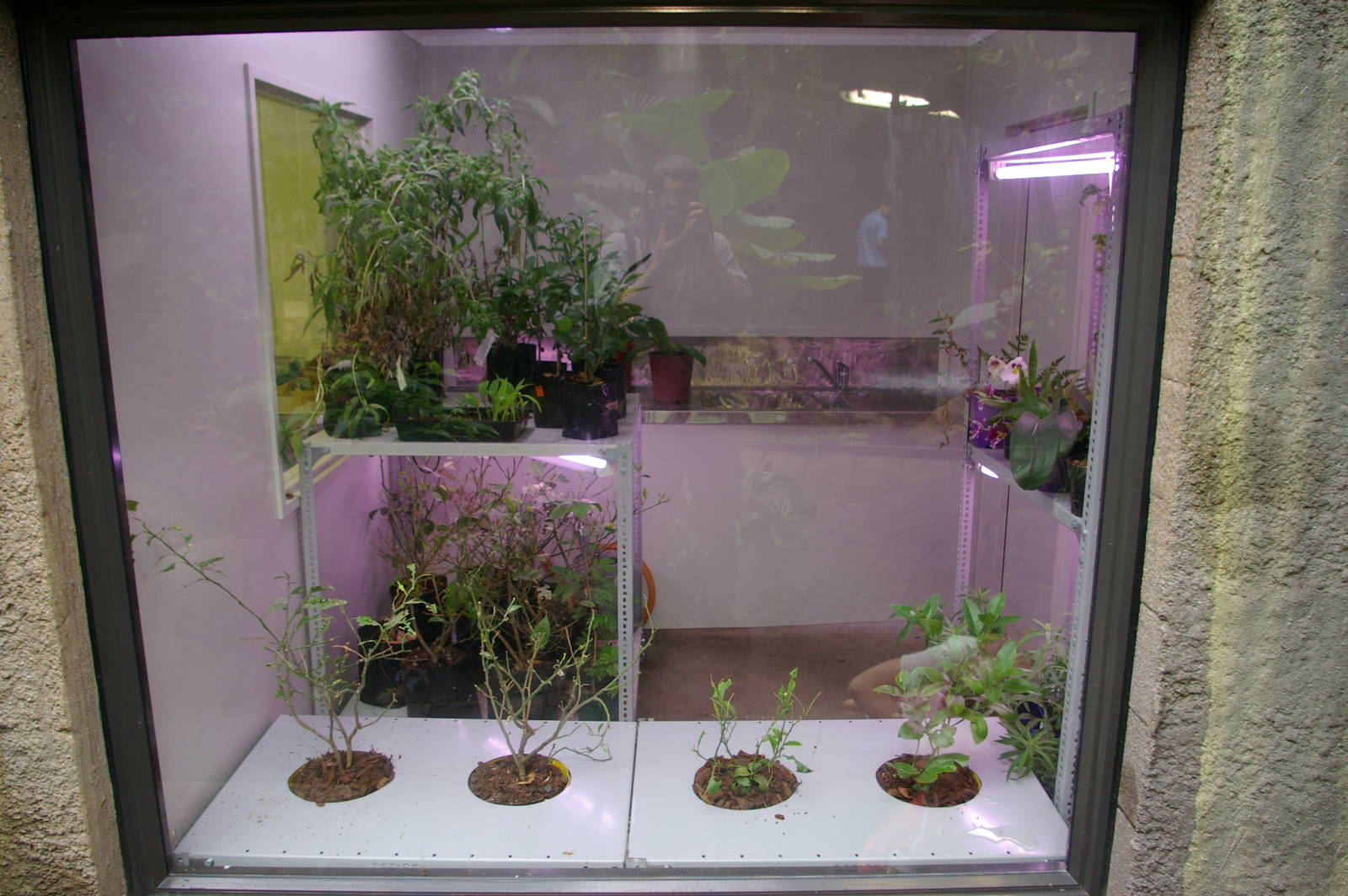 Otago Museum butterfly house