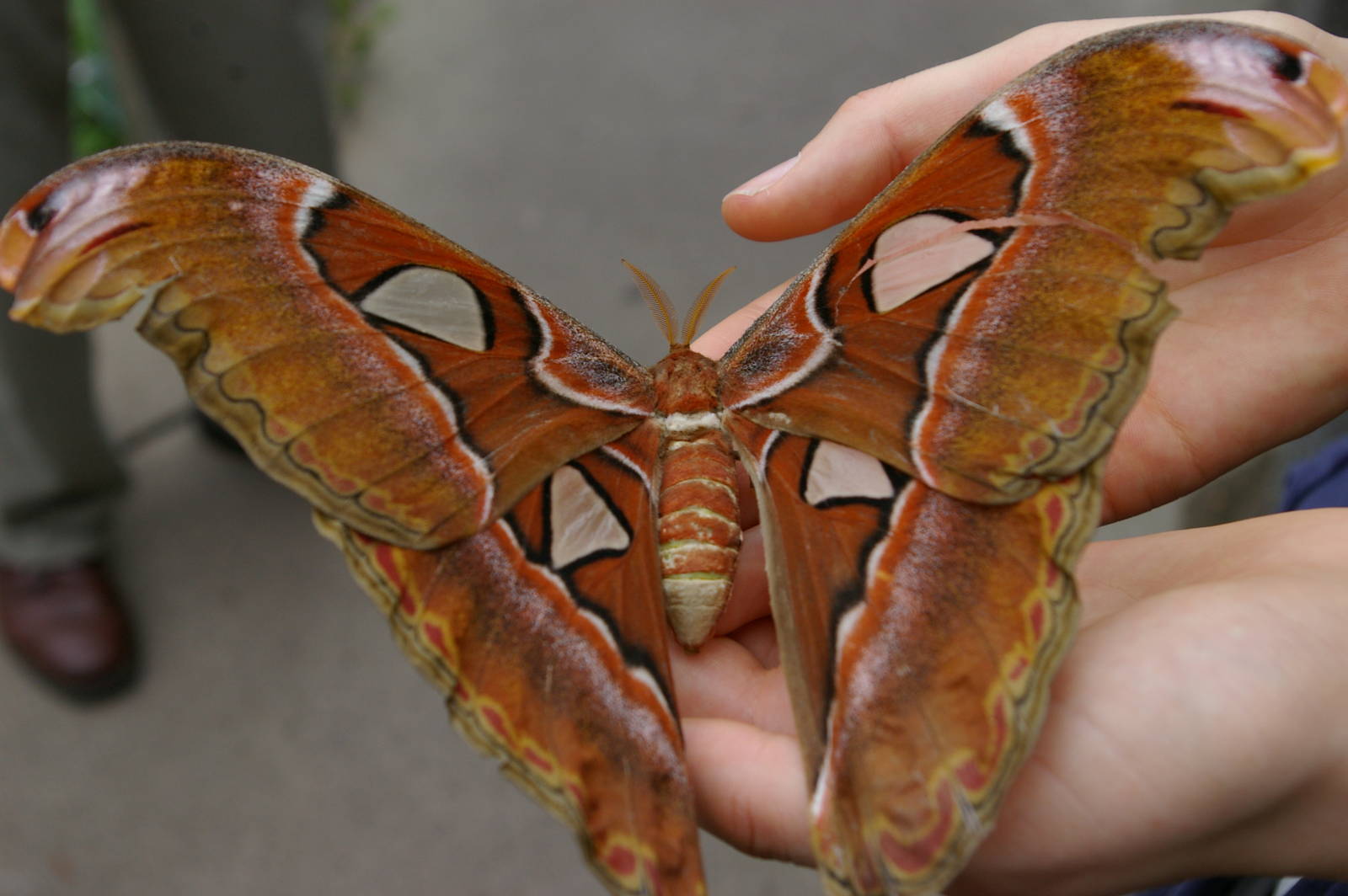 Otago Museum butterfly house