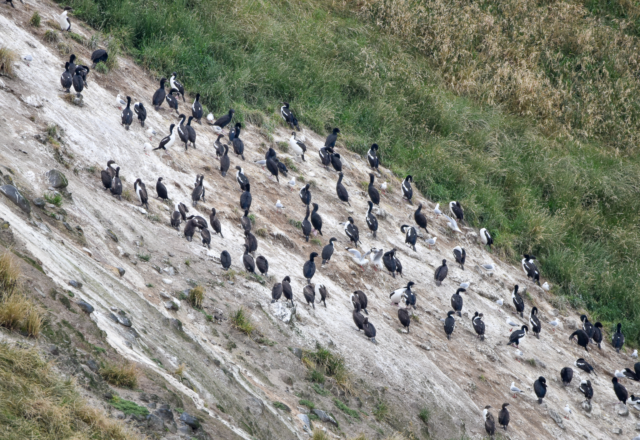 Otago Shag colony