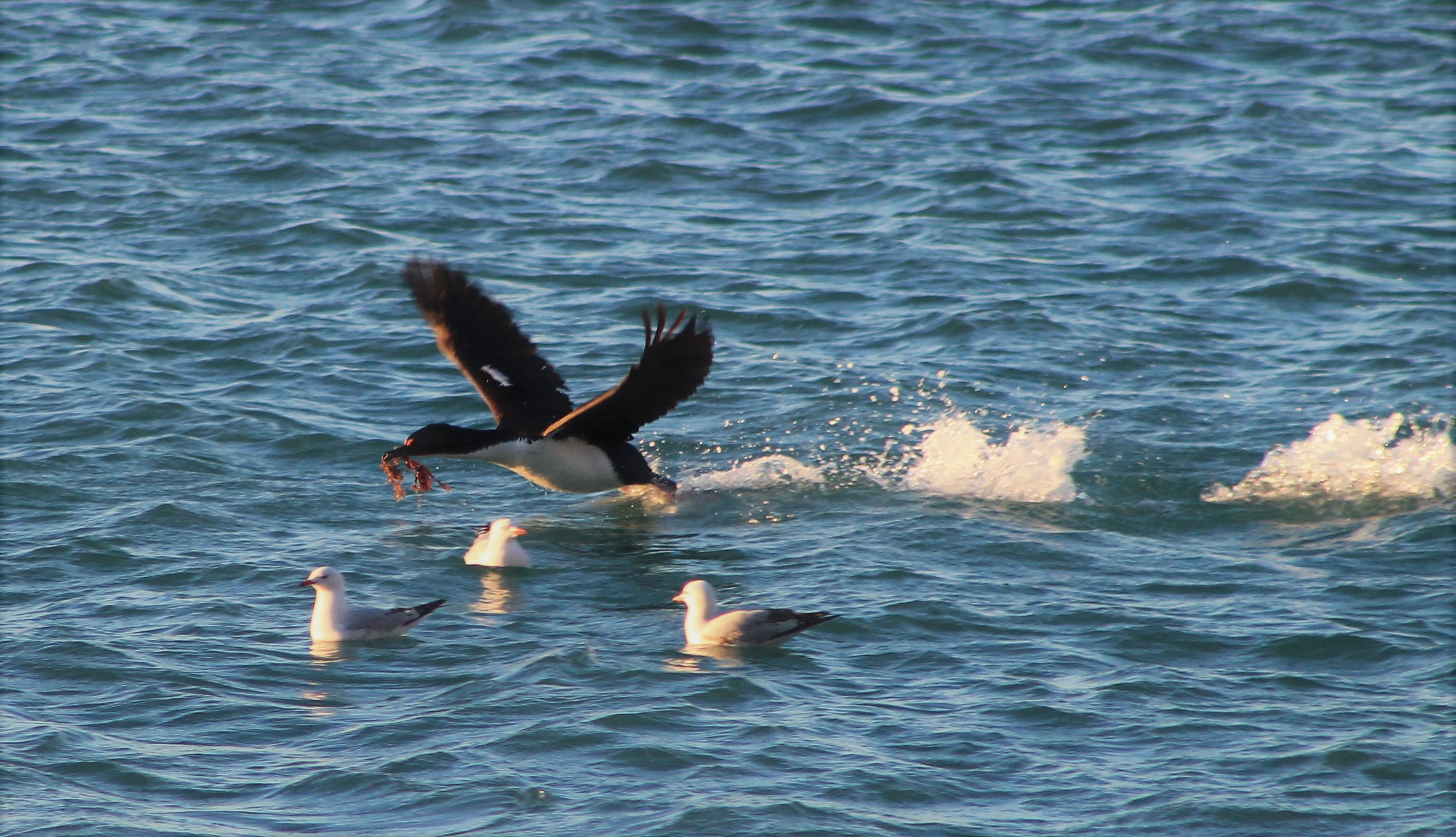 Otago Shag (Leucocarbo chalconotus)