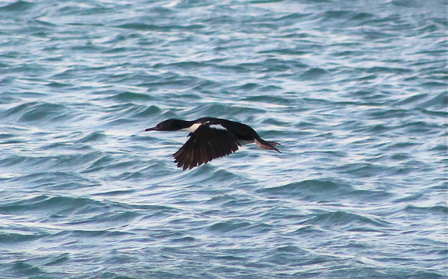 Otago Shag (Leucocarbo chalconotus)