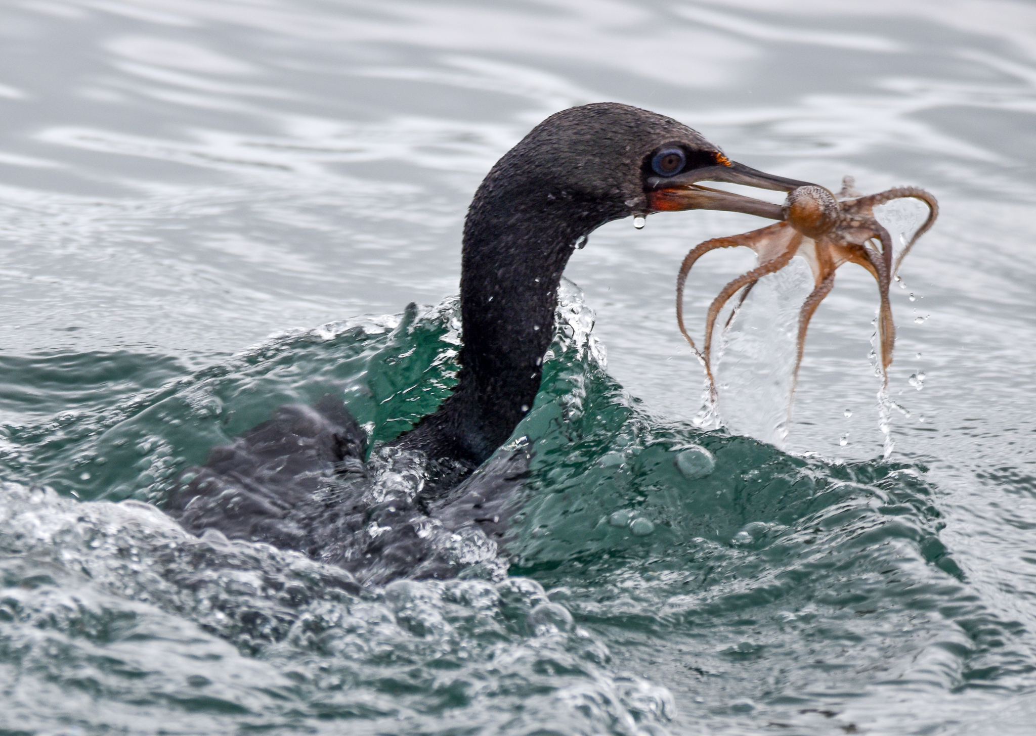 Otago Shag with octopus prey