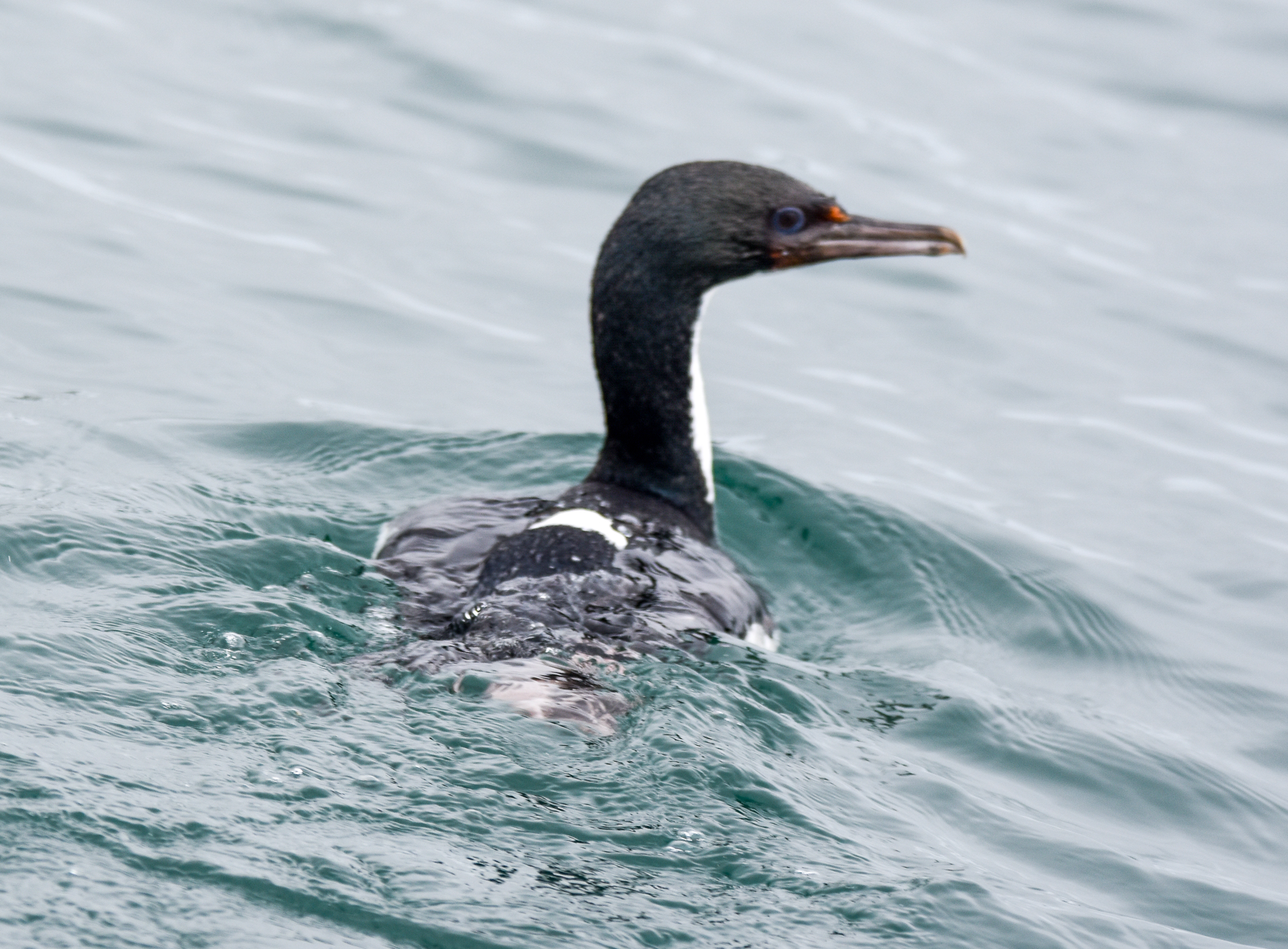 Otago Shag