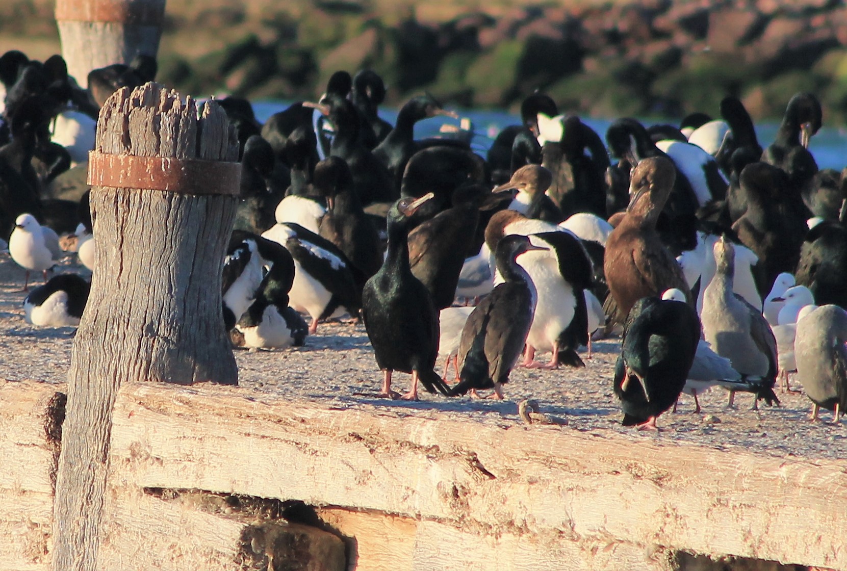Otago Shags (Leucocarbo chalconotus)