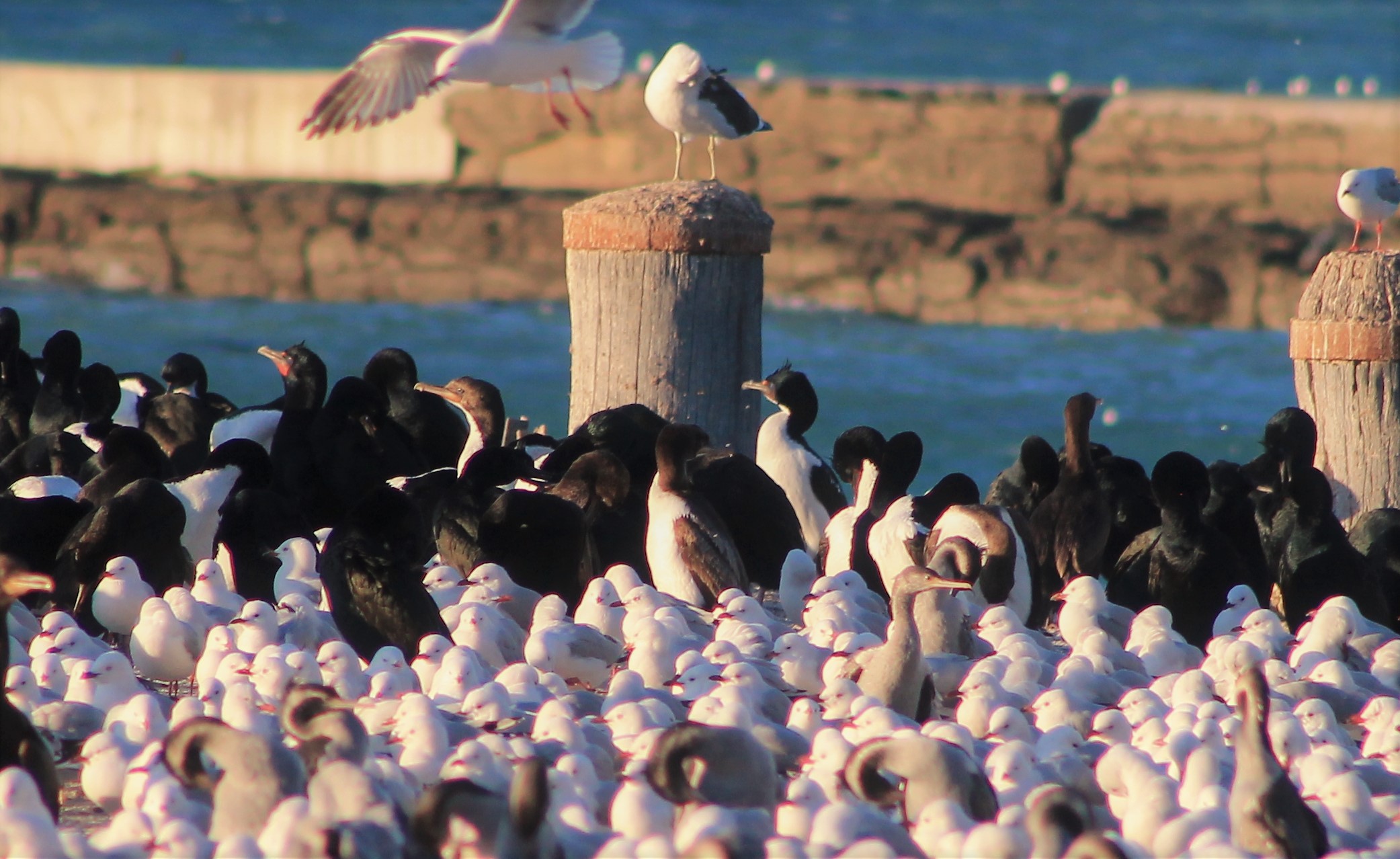 Otago Shags (Leucocarbo chalconotus)