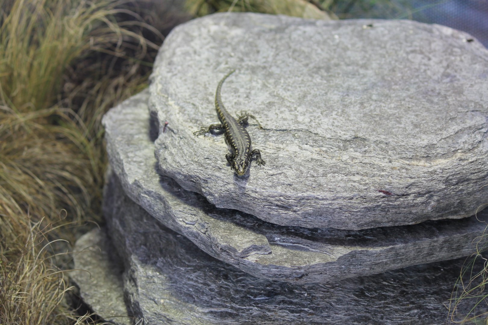 Otago Skink (2012)
