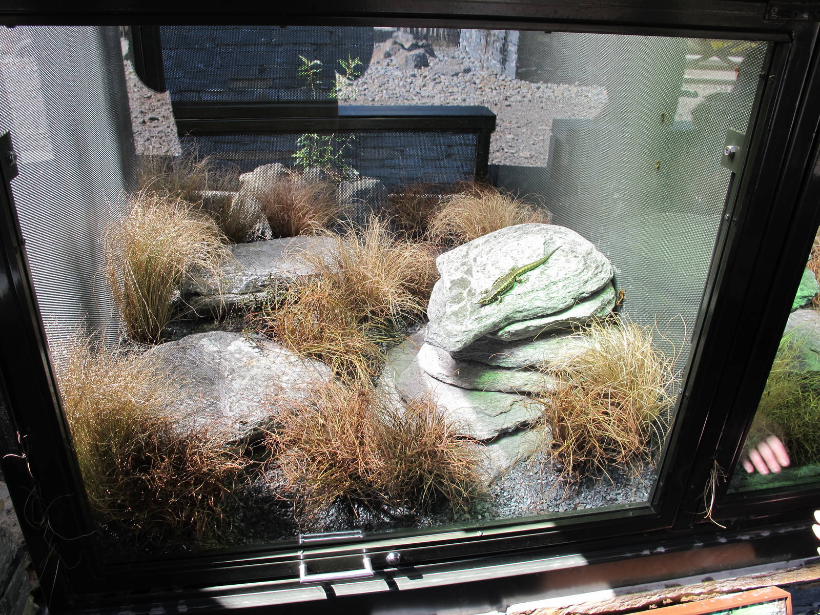 Otago Skink Exhibit - Te Wao Nui, Auckland Zoo 2011