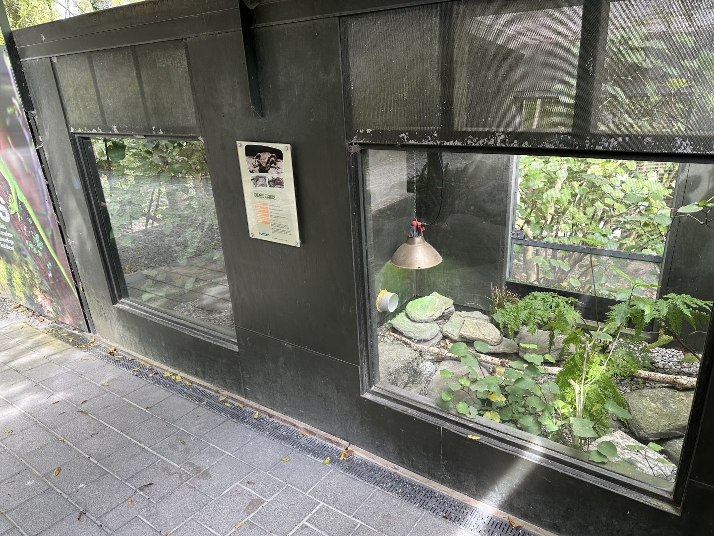 Otago Skink Exhibit