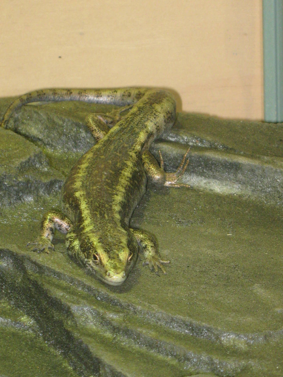 Otago skink (Oligosoma otagense)