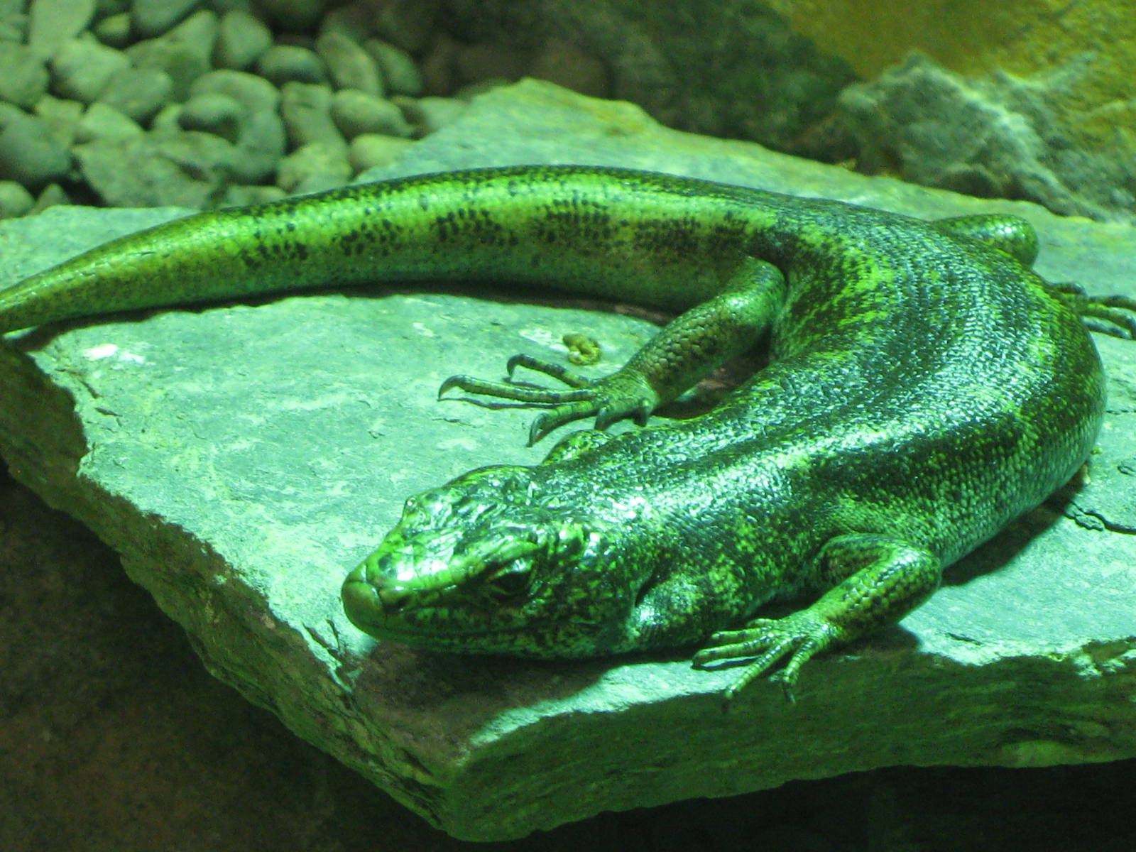 Otago skink (Oligosoma otagense)