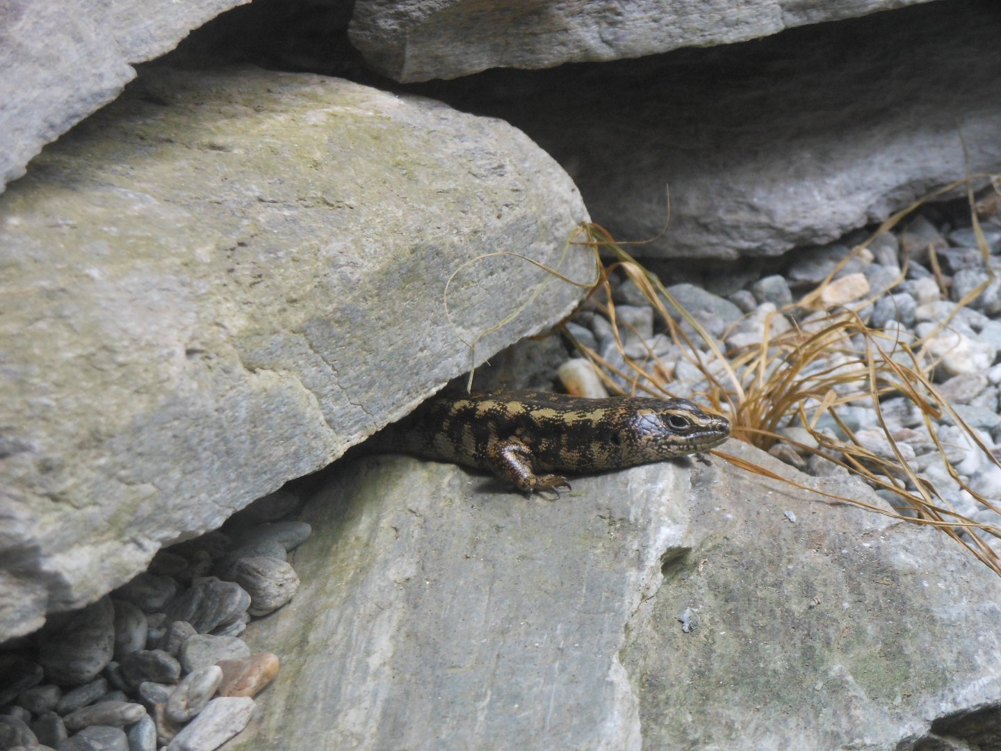 Otago Skink (Oligosoma otagense)