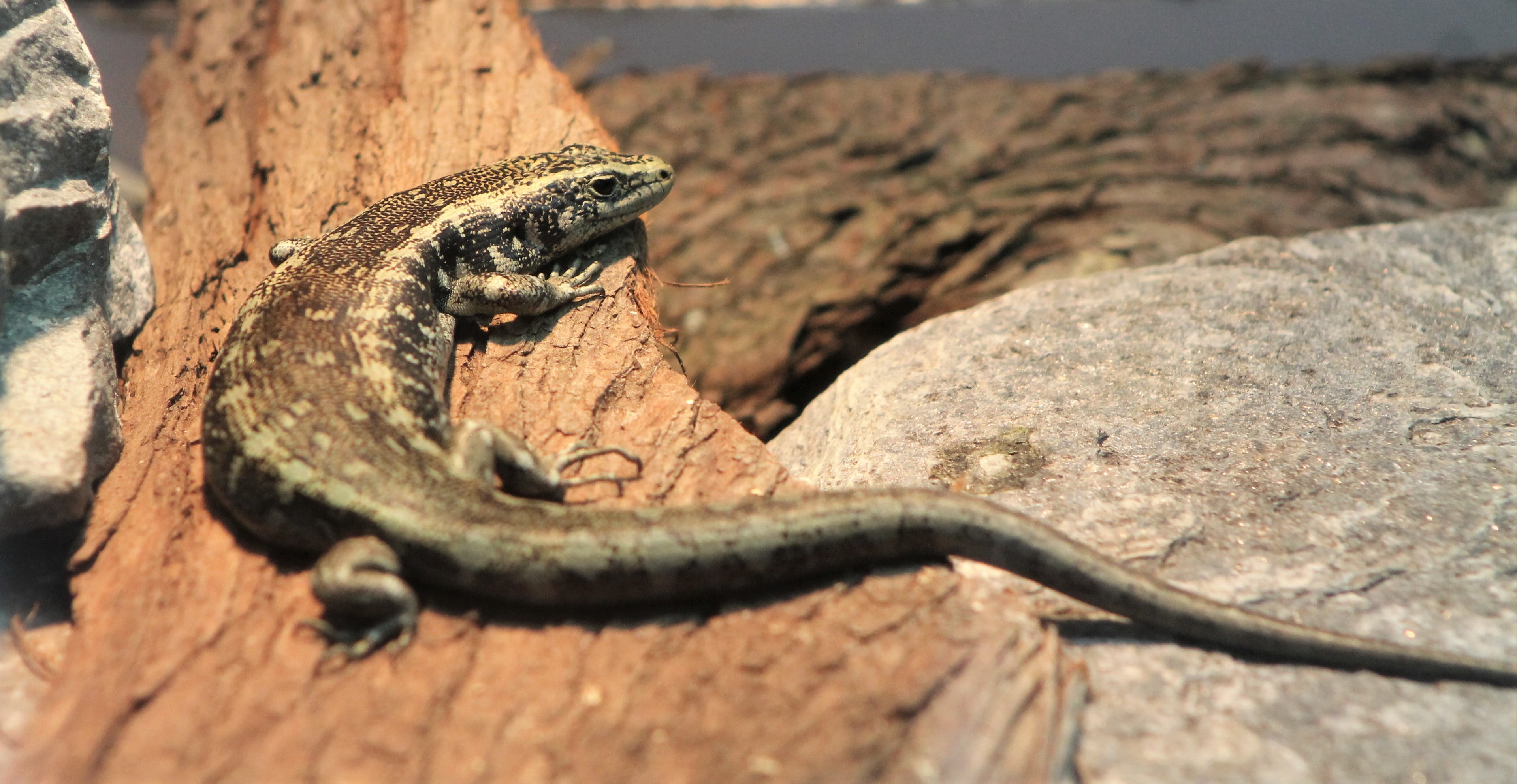 Otago Skink (Oligosoma otagense)