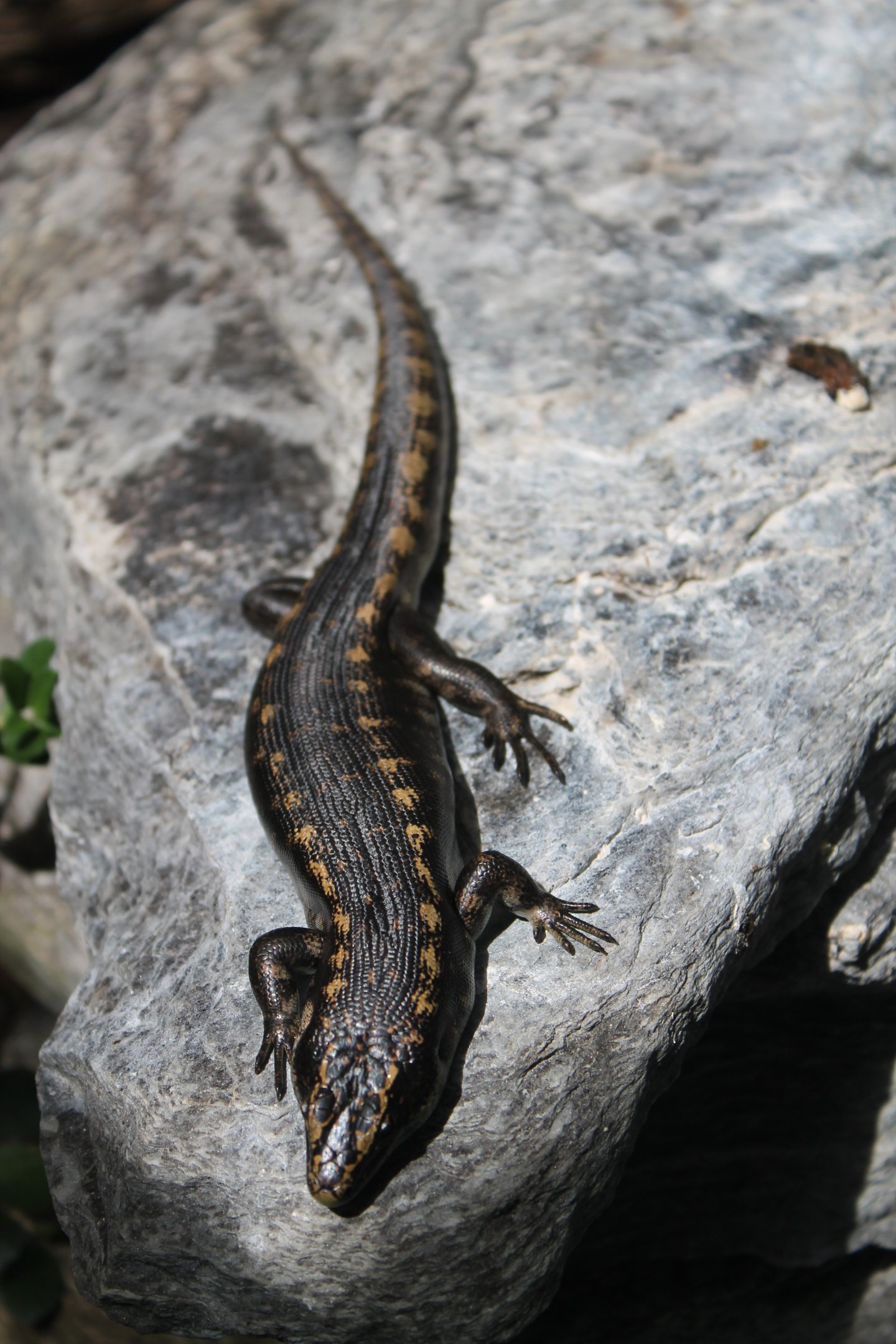 Otago Skink (Oligosoma otagense)