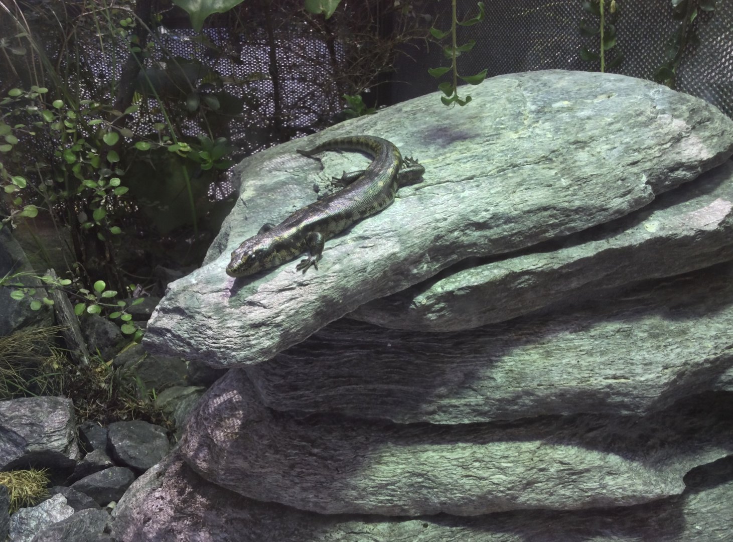 Otago skink (Oligosoma otagense)