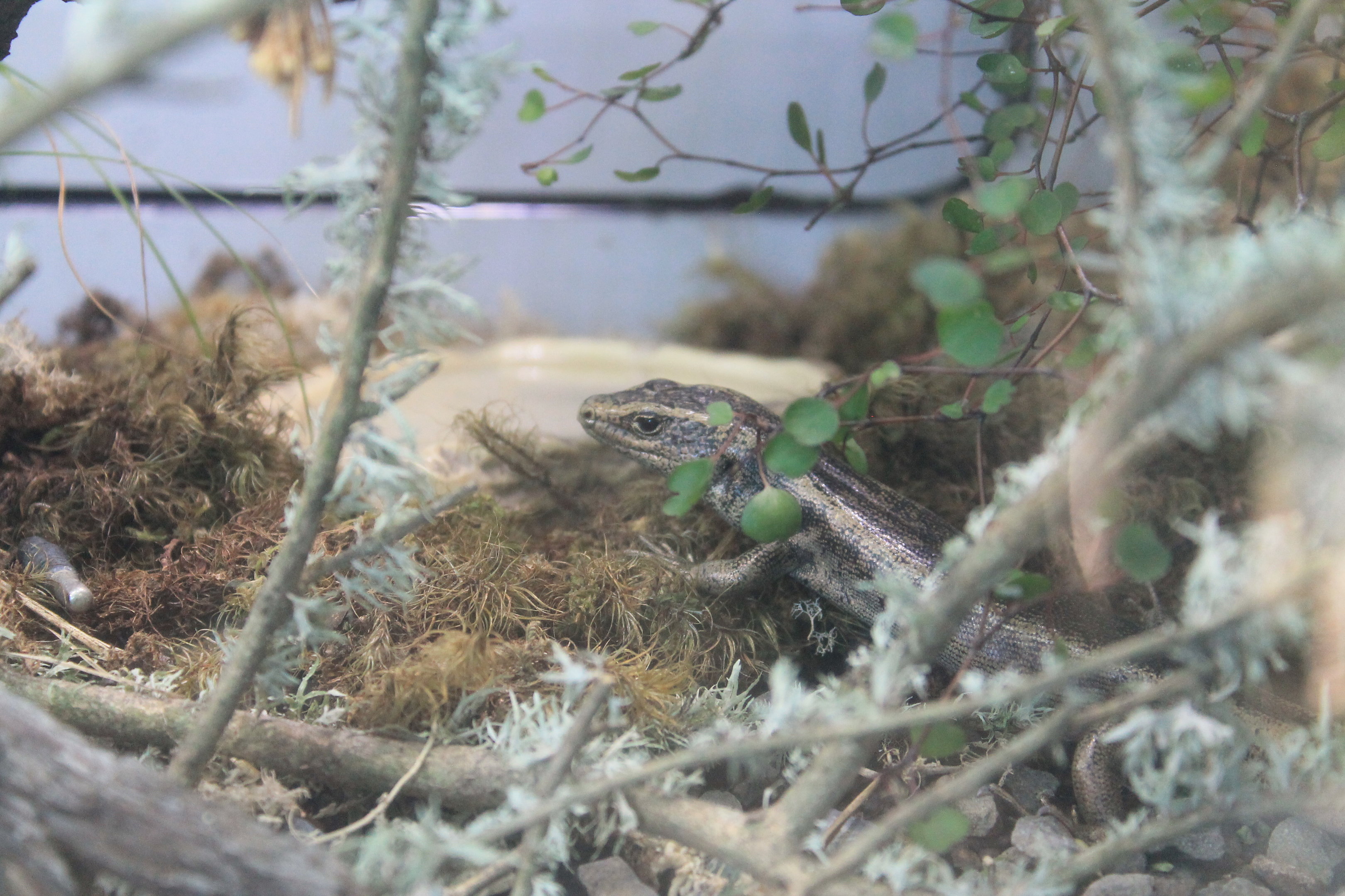 Otago Skink (Oligosoma otagense)