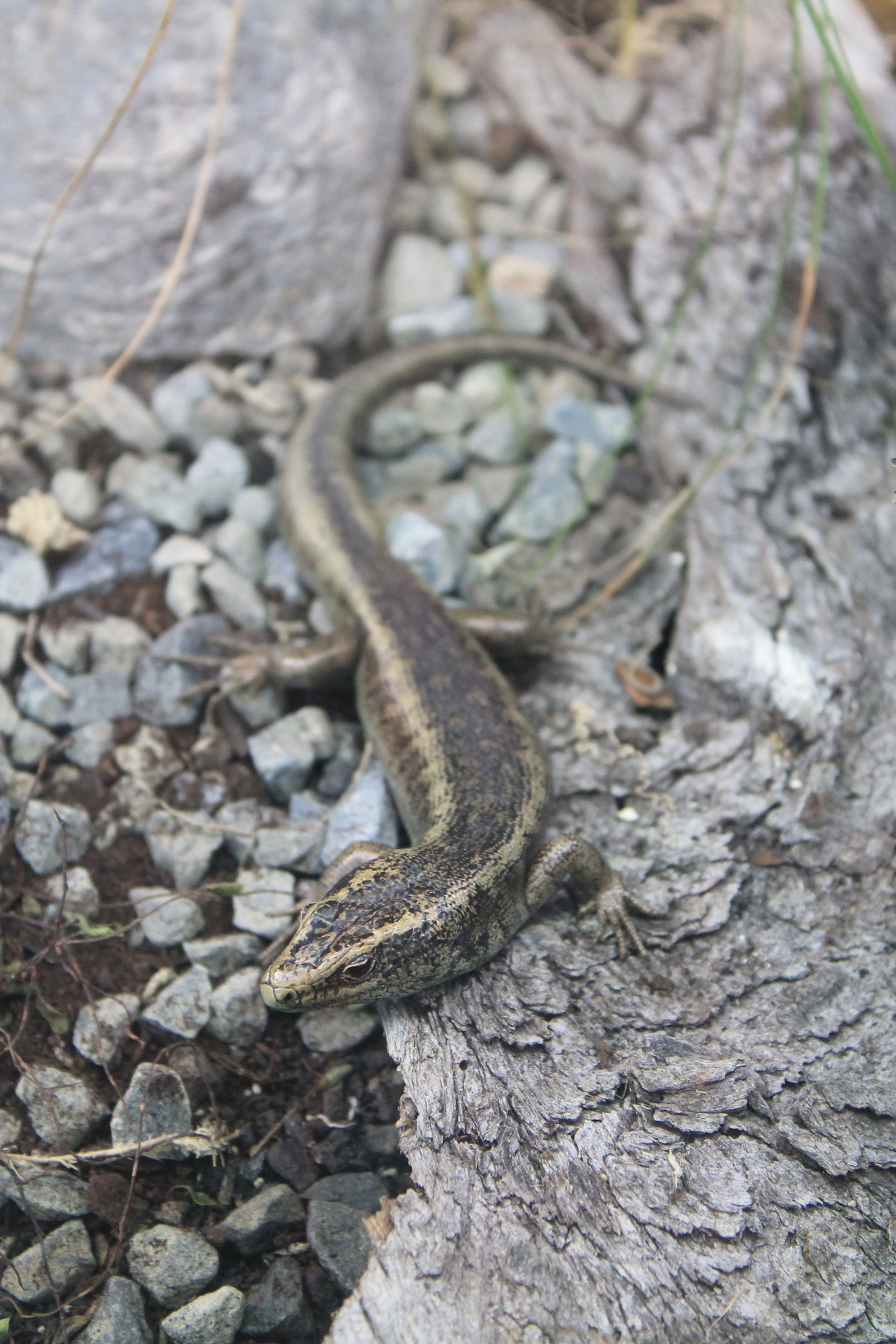 Otago Skink (Oligosoma otagense)