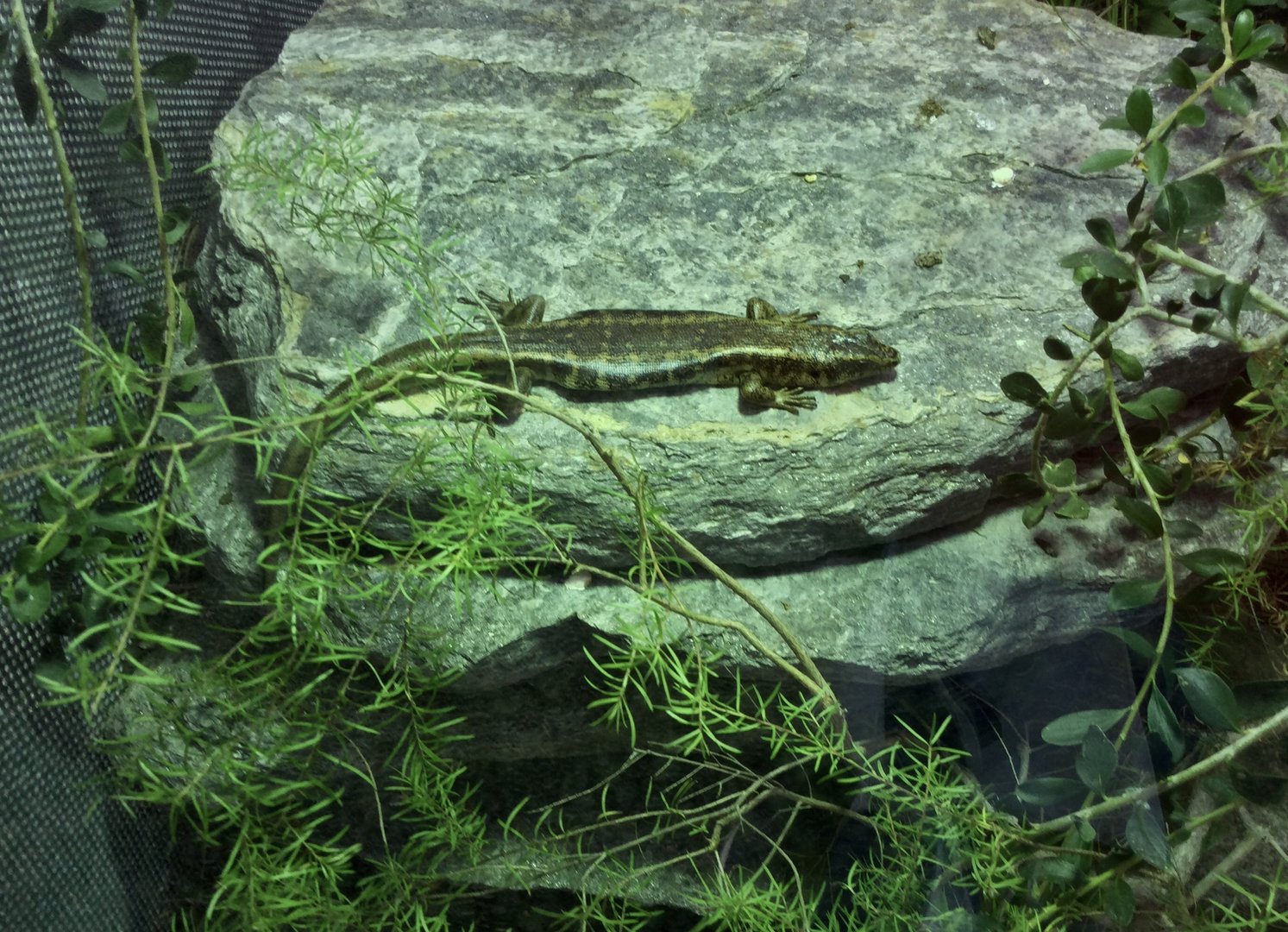 Otago skink (Oligosoma otagense)