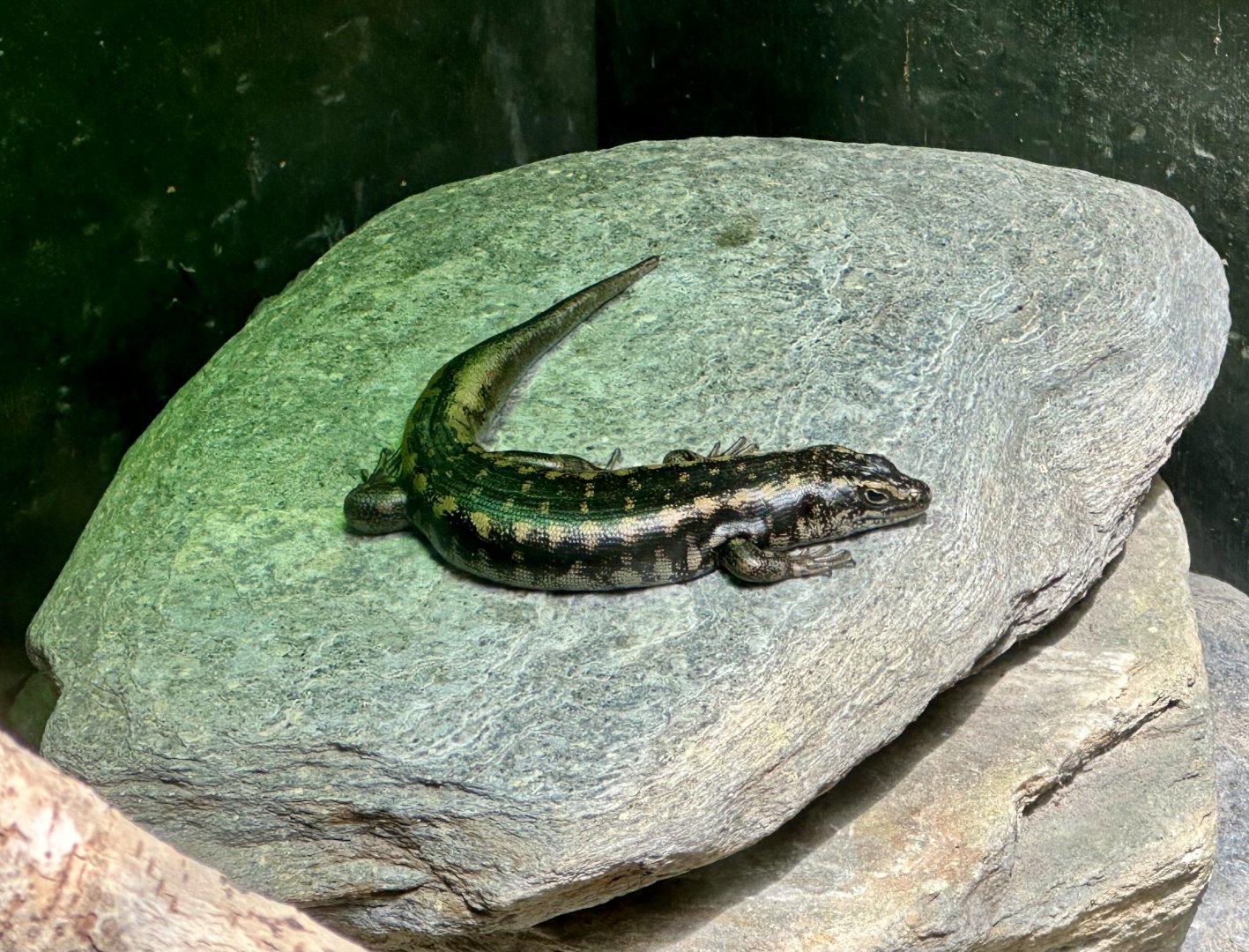 Otago skink (Oligosoma otagense)