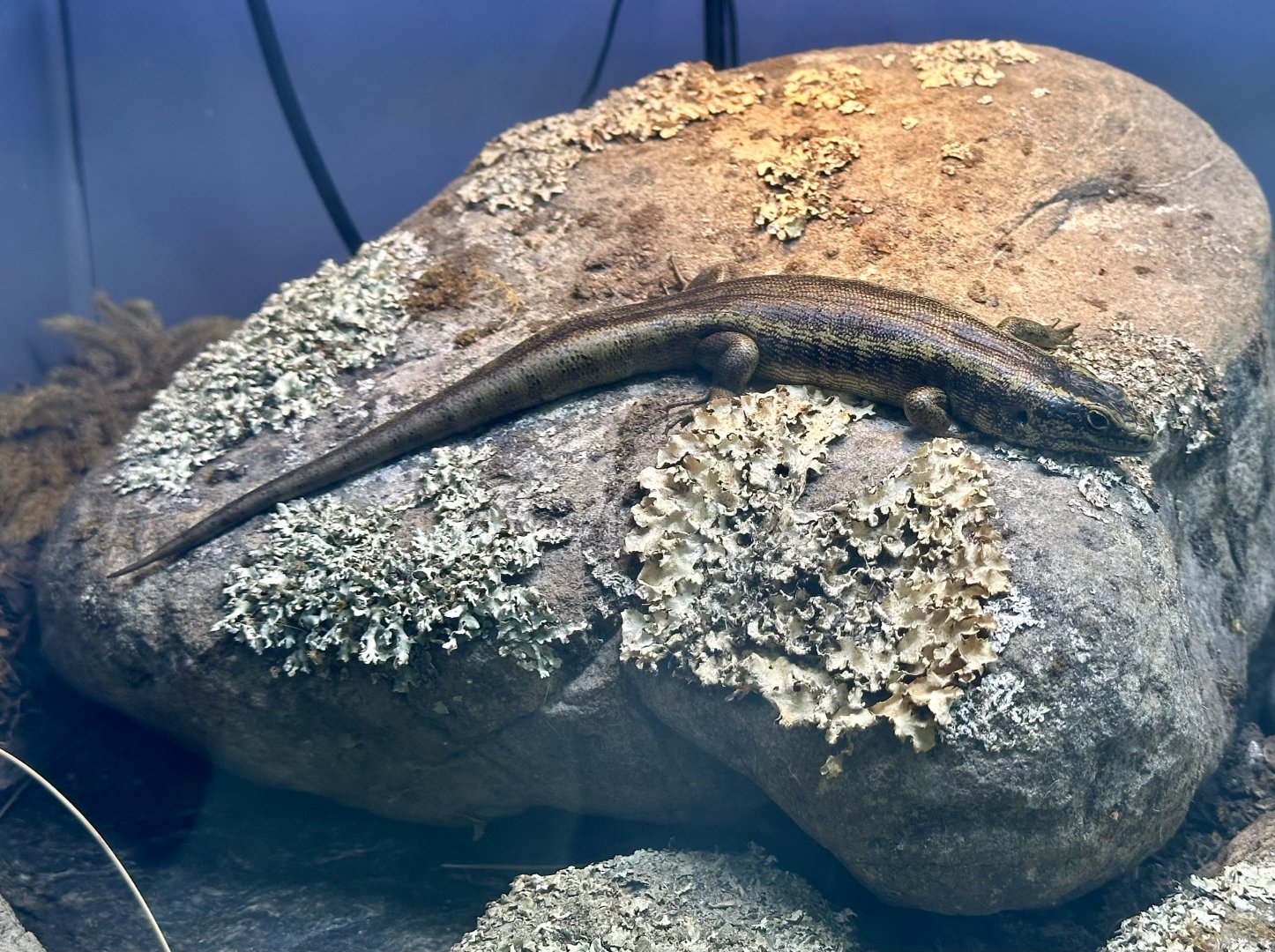 Otago skink (Oligosoma otagense)