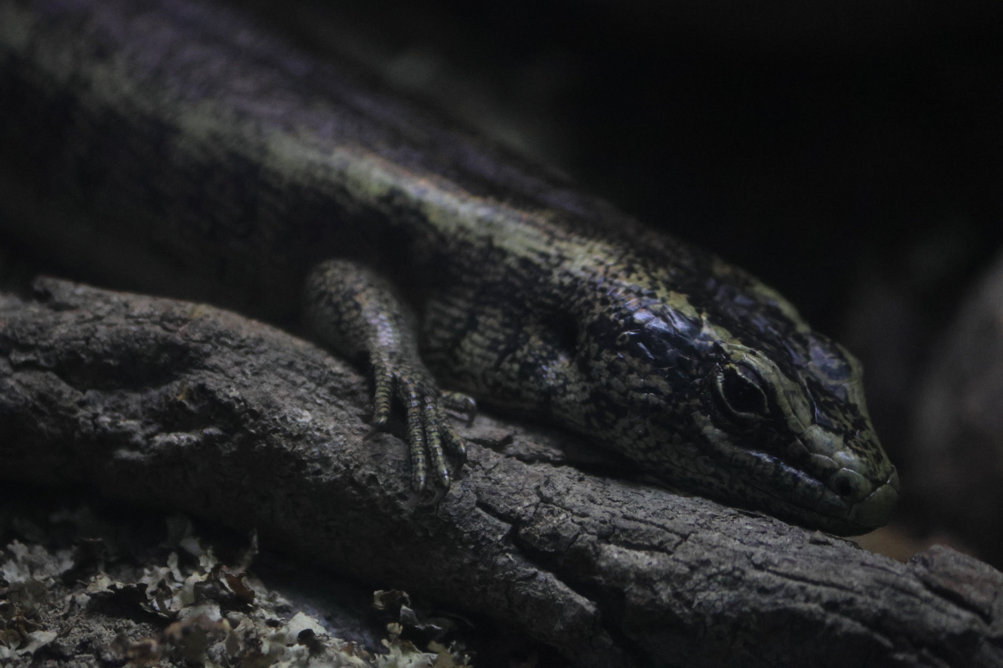 Otago Skink (Oligosoma otagense)