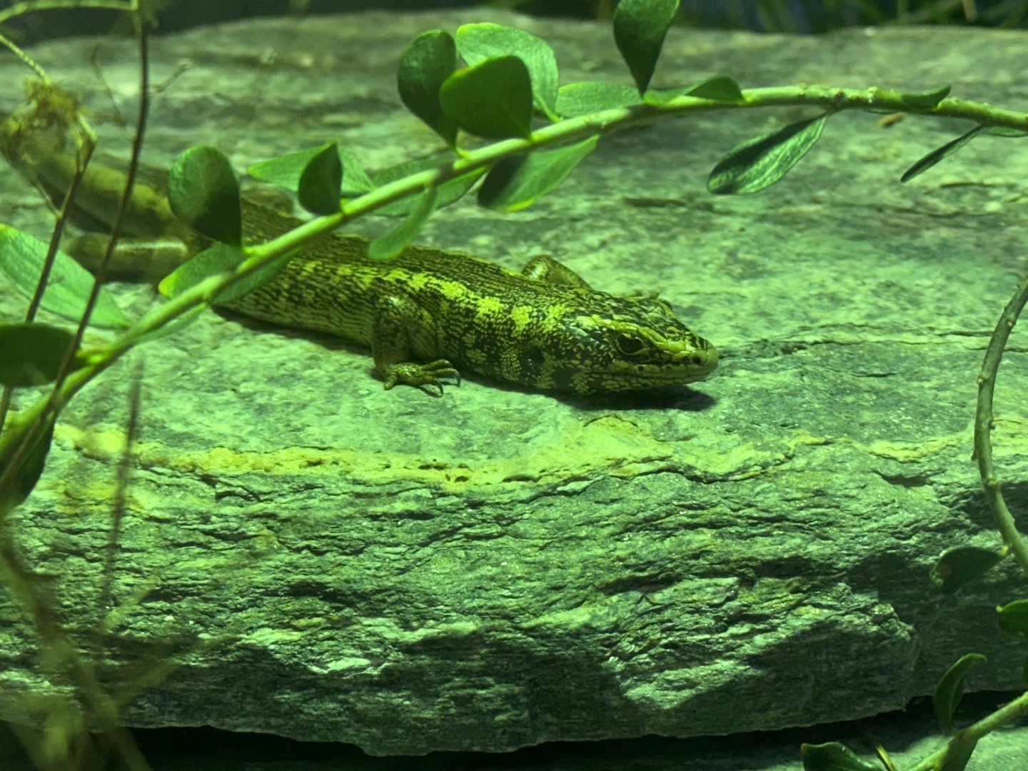 Otago skink (Oligosoma otagense)