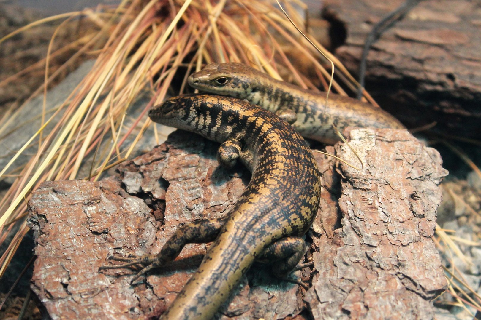 Otago Skinks (Oligosoma otagense)