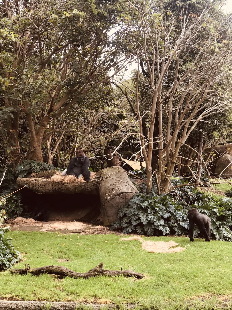 Otana and Kanzi - gorillas