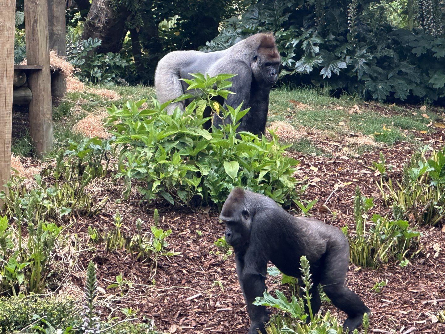 Otana and Kimya (Western lowland gorillas)