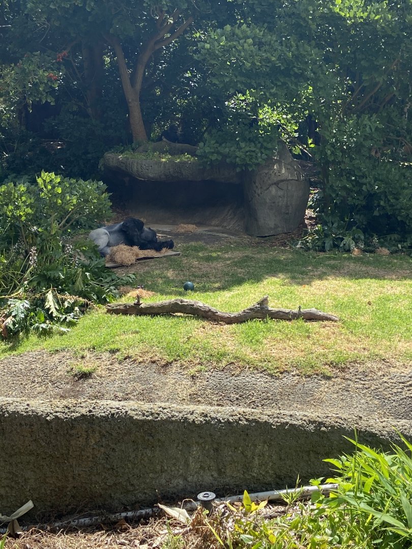 Otana- Western Lowland Gorilla