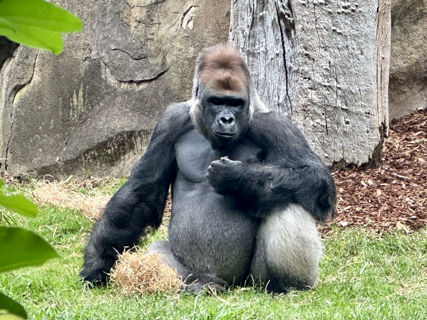Otana (Western lowland gorilla)