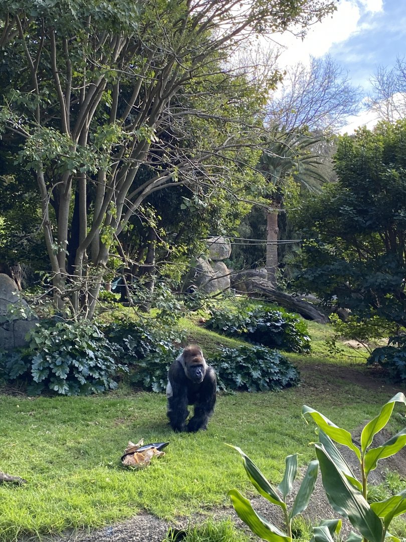 Otana - Western Lowland Gorilla