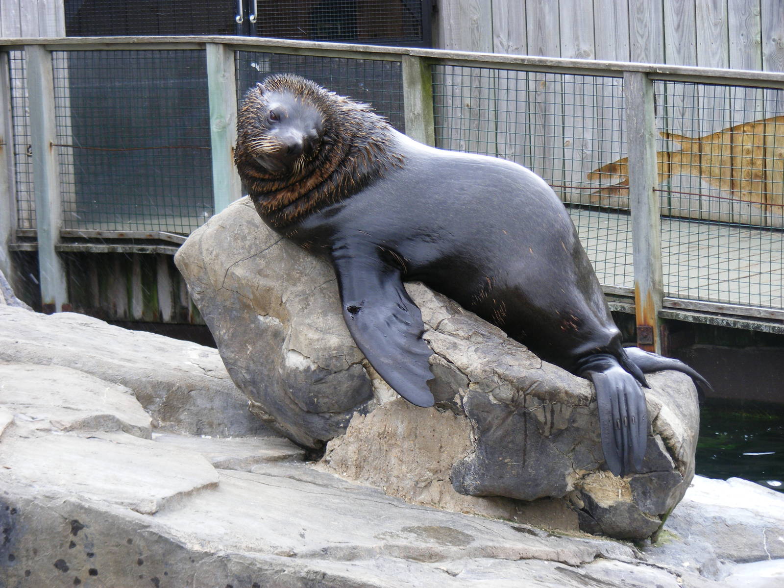 Otari the South American fur seal at Bristol Zoo, 1 August 2010